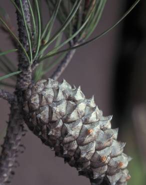 Fotografia 12 da espécie Pinus pinaster no Jardim Botânico UTAD