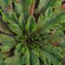 Fotografia 11 da espécie Plantago coronopus subesp. coronopus do Jardim Botânico UTAD