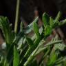 Fotografia 12 da espécie Plantago coronopus subesp. coronopus do Jardim Botânico UTAD
