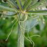 Fotografia 6 da espécie Heracleum sphondylium subesp. granatense do Jardim Botânico UTAD
