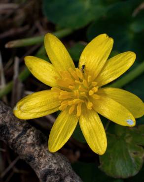 Fotografia 13 da espécie Ranunculus ficaria subesp. ficaria no Jardim Botânico UTAD