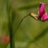 Fotografia 20 da espécie Lathyrus nissolia do Jardim Botânico UTAD