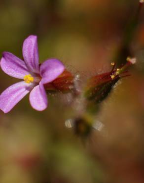 Fotografia 4 da espécie Geranium robertianum subesp. purpureum no Jardim Botânico UTAD