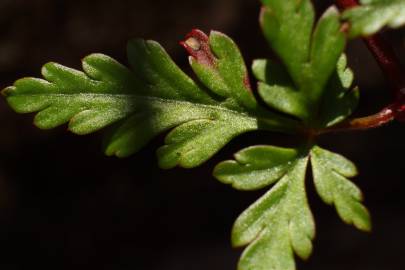 Fotografia da espécie Geranium robertianum subesp. purpureum