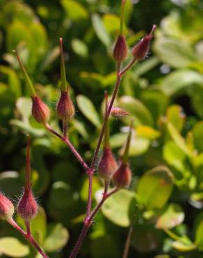 Fotografia 15 da espécie Geranium robertianum subesp. purpureum no Jardim Botânico UTAD