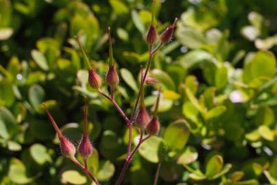 Fotografia da espécie Geranium robertianum subesp. purpureum