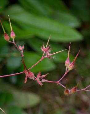Fotografia 17 da espécie Geranium robertianum subesp. purpureum no Jardim Botânico UTAD