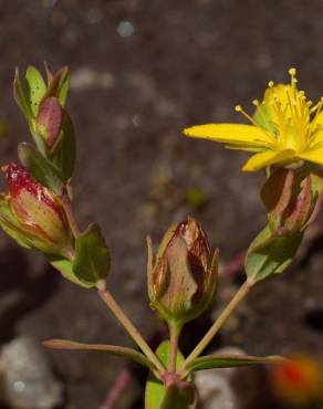 Fotografia 16 da espécie Hypericum humifusum no Jardim Botânico UTAD