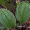 Fotografia 6 da espécie Tuberaria globulariifolia do Jardim Botânico UTAD
