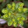 Fotografia 5 da espécie Euphorbia helioscopia subesp. helioscopia do Jardim Botânico UTAD
