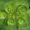 Fotografia 6 da espécie Euphorbia helioscopia subesp. helioscopia do Jardim Botânico UTAD