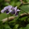 Fotografia 11 da espécie Viola palustris subesp. palustris do Jardim Botânico UTAD