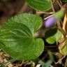 Fotografia 16 da espécie Viola palustris subesp. palustris do Jardim Botânico UTAD
