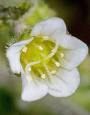 Fotografia 10 da espécie Arenaria grandiflora subesp. incrassata no Jardim Botânico UTAD