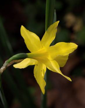 Fotografia 6 da espécie Narcissus pseudonarcissus subesp. pseudonarcissus no Jardim Botânico UTAD