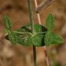 Fotografia 13 da espécie Hypericum pulchrum do Jardim Botânico UTAD