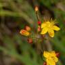 Fotografia 16 da espécie Hypericum pulchrum do Jardim Botânico UTAD