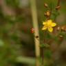 Fotografia 18 da espécie Hypericum pulchrum do Jardim Botânico UTAD