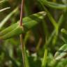 Fotografia 21 da espécie Hypericum pulchrum do Jardim Botânico UTAD