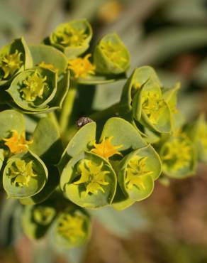 Fotografia 1 da espécie Euphorbia portlandica no Jardim Botânico UTAD