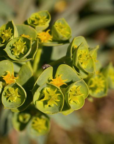Fotografia de capa Euphorbia portlandica - do Jardim Botânico