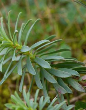 Fotografia 14 da espécie Euphorbia portlandica no Jardim Botânico UTAD