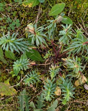 Fotografia 15 da espécie Euphorbia portlandica no Jardim Botânico UTAD