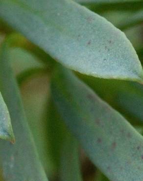Fotografia 17 da espécie Euphorbia portlandica no Jardim Botânico UTAD