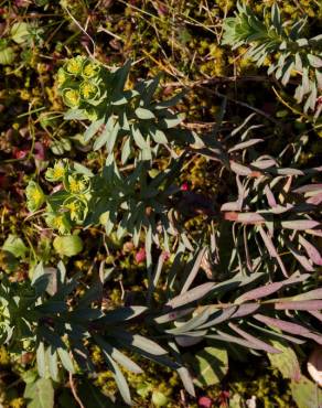 Fotografia 21 da espécie Euphorbia portlandica no Jardim Botânico UTAD