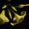 Fotografia 17 da espécie Oxalis pes-caprae do Jardim Botânico UTAD