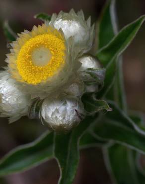 Fotografia 16 da espécie Helichrysum foetidum no Jardim Botânico UTAD