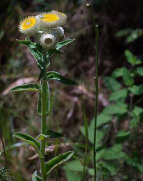 Fotografia 19 da espécie Helichrysum foetidum no Jardim Botânico UTAD