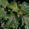 Fotografia 20 da espécie Acer pseudoplatanus do Jardim Botânico UTAD