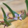 Fotografia 4 da espécie Lythrum thymifolia do Jardim Botânico UTAD