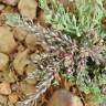 Fotografia 5 da espécie Lythrum thymifolia do Jardim Botânico UTAD