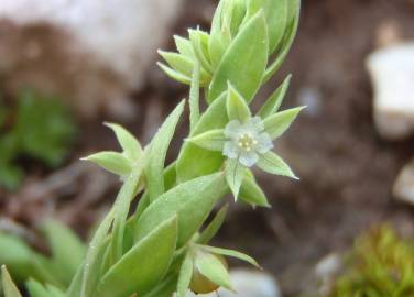 Fotografia da espécie Asterolinon linum-stellatum