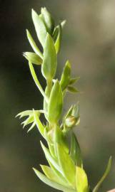 Fotografia da espécie Asterolinon linum-stellatum