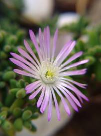 Fotografia da espécie Drosanthemum floribundum