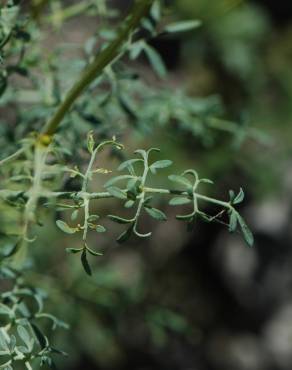 Fotografia 2 da espécie Ruta angustifolia no Jardim Botânico UTAD