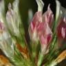 Fotografia 2 da espécie Trifolium michelianum do Jardim Botânico UTAD