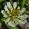 Fotografia 4 da espécie Trifolium michelianum do Jardim Botânico UTAD