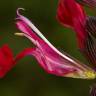 Fotografia 4 da espécie Salvia greggii do Jardim Botânico UTAD