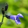 Fotografia 6 da espécie Salvia mexicana do Jardim Botânico UTAD