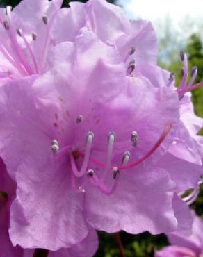 Fotografia 2 da espécie Rhododendron mucronulatum no Jardim Botânico UTAD