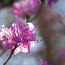 Fotografia 4 da espécie Rhododendron mucronulatum do Jardim Botânico UTAD