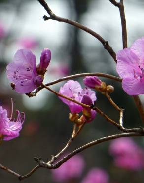 Fotografia 6 da espécie Rhododendron mucronulatum no Jardim Botânico UTAD