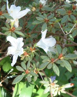 Fotografia 10 da espécie Rhododendron mucronulatum no Jardim Botânico UTAD