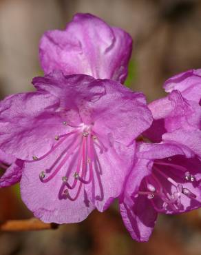 Fotografia 11 da espécie Rhododendron mucronulatum no Jardim Botânico UTAD
