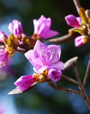 Fotografia 1 da espécie Rhododendron mucronulatum no Jardim Botânico UTAD