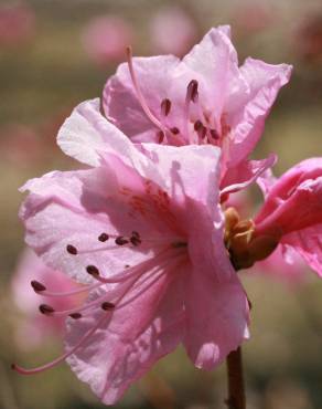 Fotografia 12 da espécie Rhododendron mucronulatum no Jardim Botânico UTAD